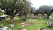 Chorafakia Chania Ruhiges Grundstück mit Olivenbäumen an Stränden Grundstück kaufen